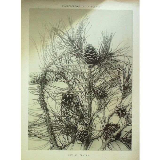 Pin Sylvestre 3 (Pinus sylvestris)