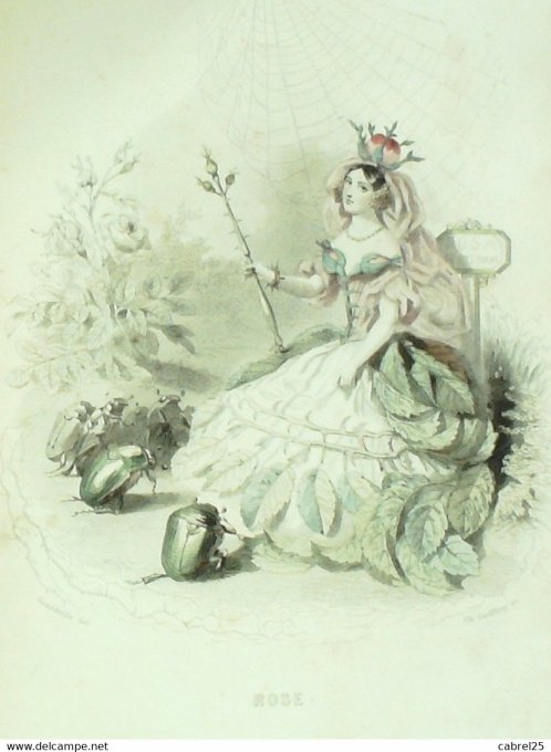 Grandville "Les Fleurs Animées" Rose 1847