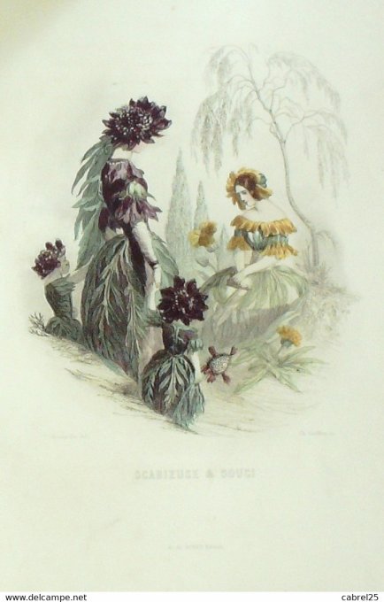 Grandville "Les Fleurs Animées" Scabieuse Et Souci 1847
