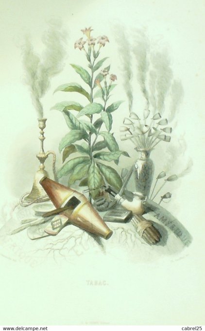 Grandville "Les Fleurs Animées" Tabac 1847
