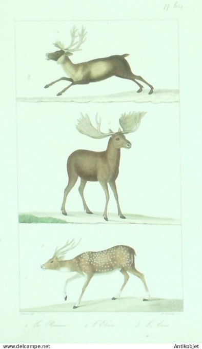 Renne Elan Axis 1833 Vauthier-Buffon