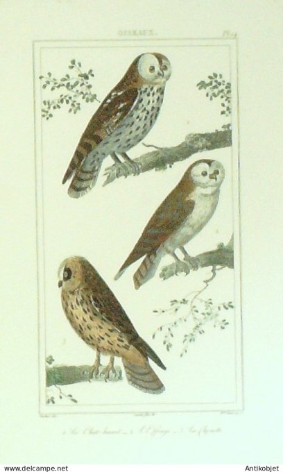 Chat-Huant Effrayé Chouette 1833 Vauthier-Buffon