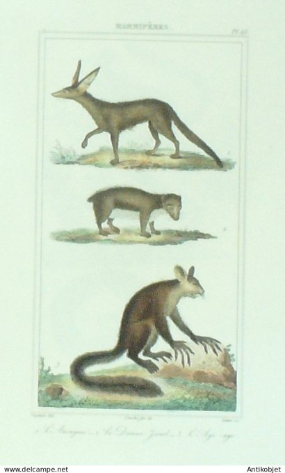 Anonyme Daman-Isarël Aye-Aye 1833 Vauthier-Buffon