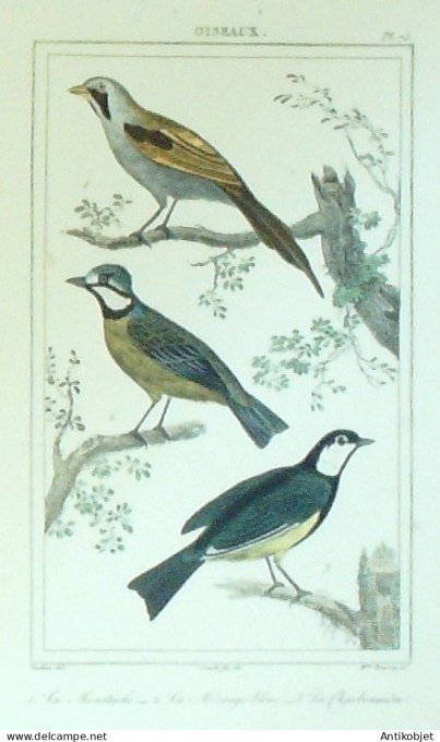 MésangeMoustache Charbonnière 1833 Vauthier-Buffon