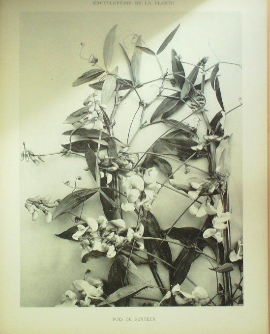 Pois de senteur 2 (Lathyrus odoratus)  