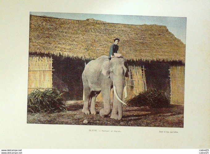 Vietnam ELEPHANT au TRAVAIL