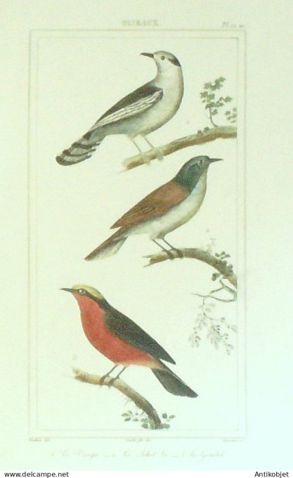 Vauthier-Buffon Vanga Schet-Bé Gonoleck 1833 Vauthier-Buffon