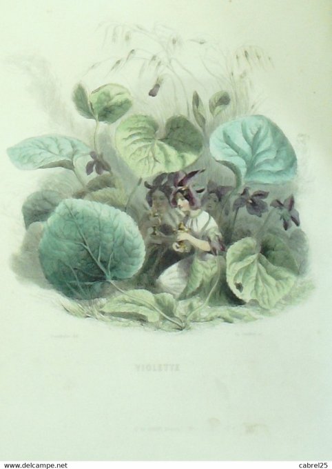 Grandville "Les fleurs animées" Violette 1847