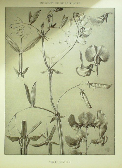 Pois de senteur 3 (Lathyrus odoratus)   