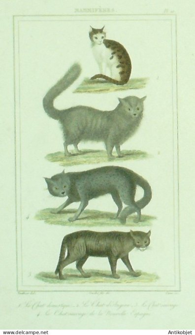 Chats dEspagne & Domestique & Angora 1833 Vauthier-Buffon