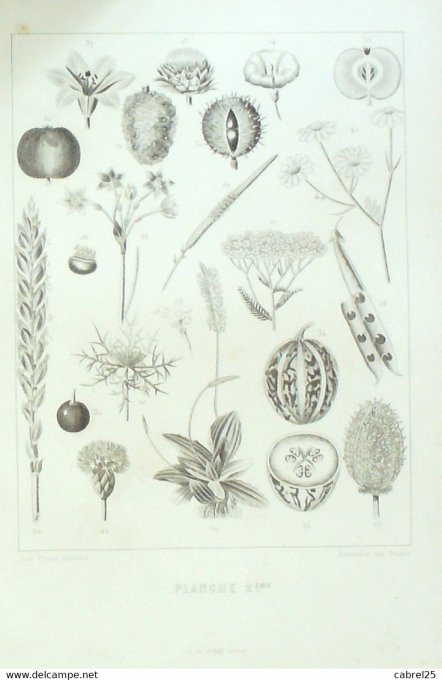 Grandville "Les Fleurs Animées" Planche A 1847