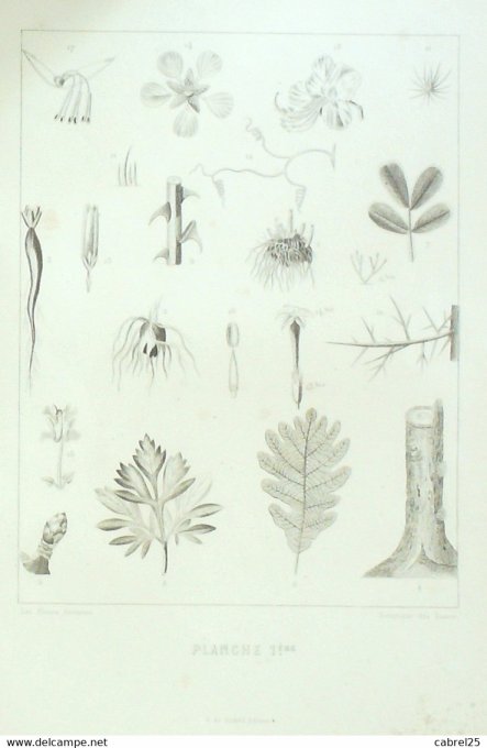 Grandville "Les Fleurs Animées" Planche B 1847