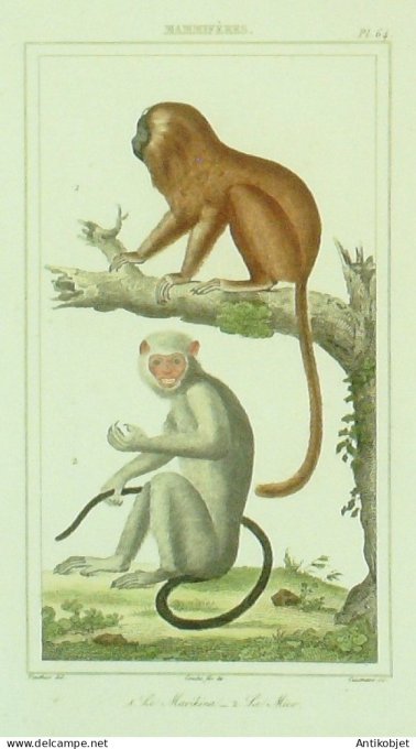 Marikina Mico 1833 Vauthier-Buffon