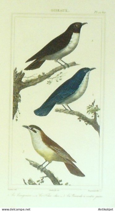 Langraien Tcha-Chir Bécarde 1833 Vauthier-Buffon