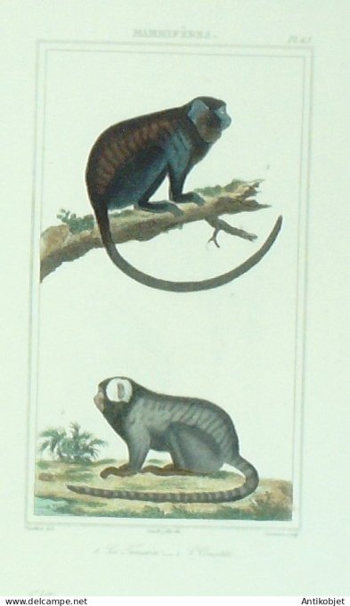 Tamarin Ouistiti  1833 Vauthier-Buffon