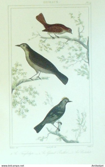 Troglodyte Roitelet Grand Pouillot 1833 Vauthier-Buffon