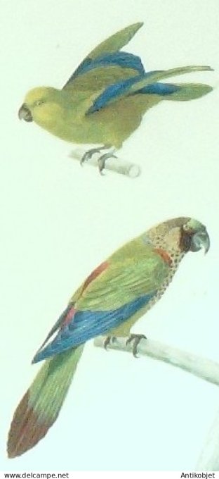 Perruche Toui-été & gorge varié 1833 Travies-Oudet Buffon