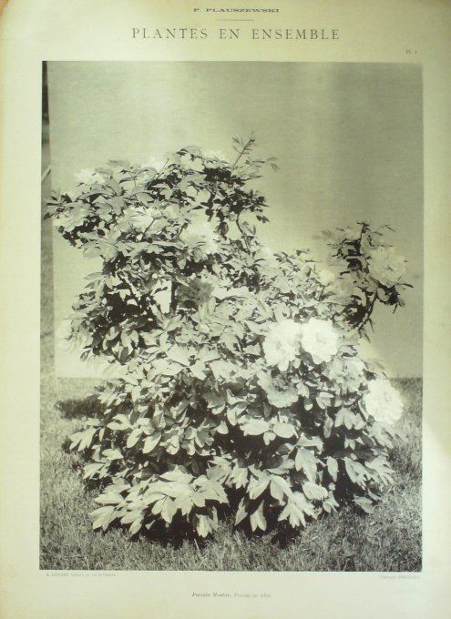 Pivoine en arbre (Poeonia Moulan)