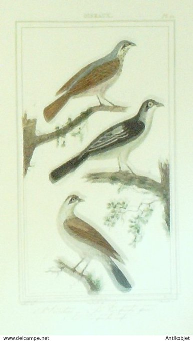 Ecorcheur Pie rouge & grise 1833 Vauthier-Buffon