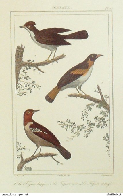 Figuiers hupés 1833 Vauthier-Buffon