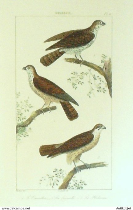 Emérillon Crécerelle Hobereau1833 Vauthier-Buffon