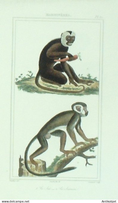 Saï Saïmiri 1833 Vauthier-Buffon