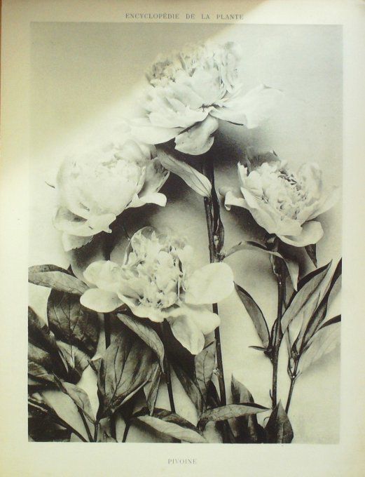 Pivoine 2 (Poenia)