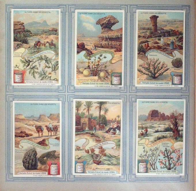La Flore Dans Les Déserts 1907