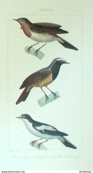 Rouge-Gorge Rossignol Bec piqué 1833 Vauthier-Buffon
