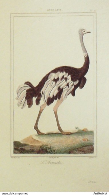 LAutruche 1833 Vauthier-Buffon