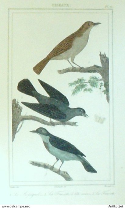 Rossignol Fauvettes 1833 Vauthier-Buffon