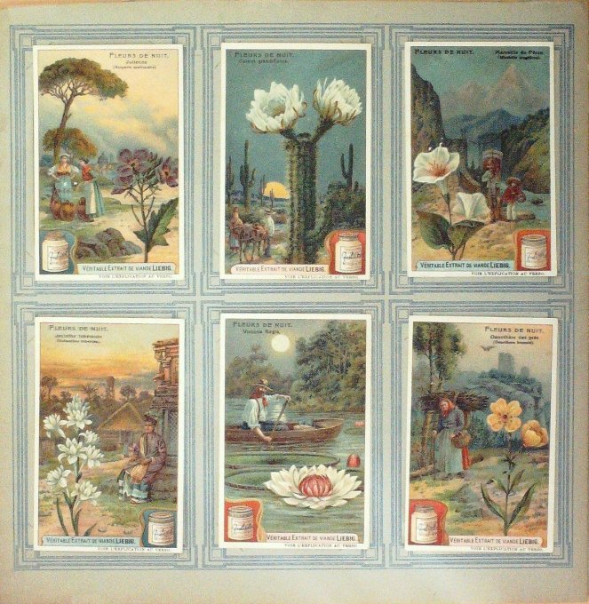 Fleurs De Nuit (Série)) 1908