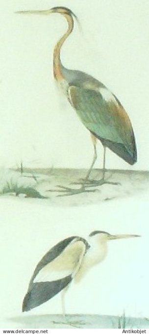 Héron pourpré Blongios 1833 Travies-Oudet Buffon