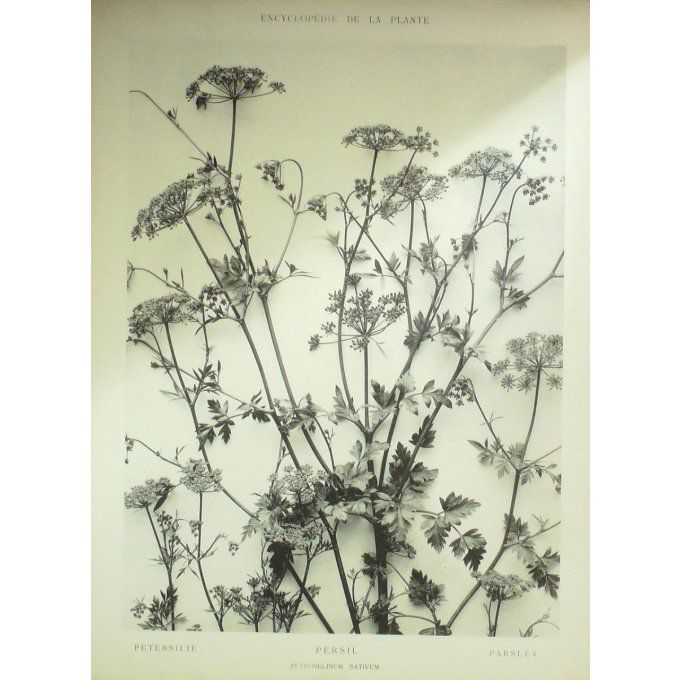 Persil (Petroselinum Sativum)