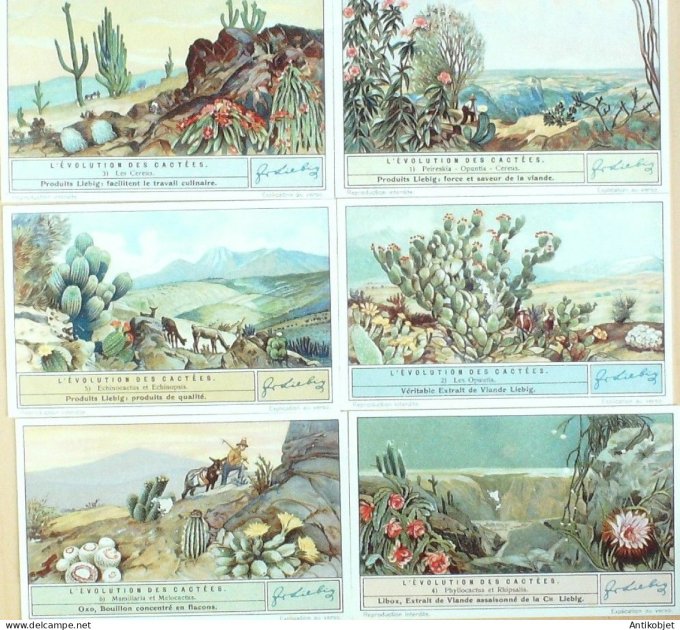 Chromo Liebig Sang 1309 Les cactus (1935)