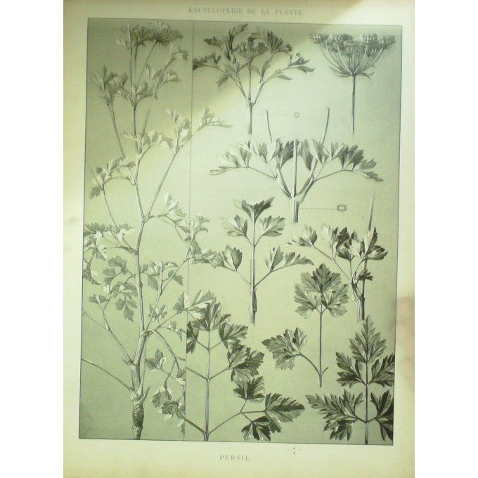 Persil (Petroselinum)