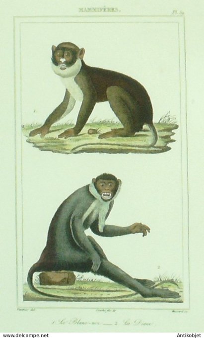 Dianc Blanc-Nez 1833 Vauthier-Buffon