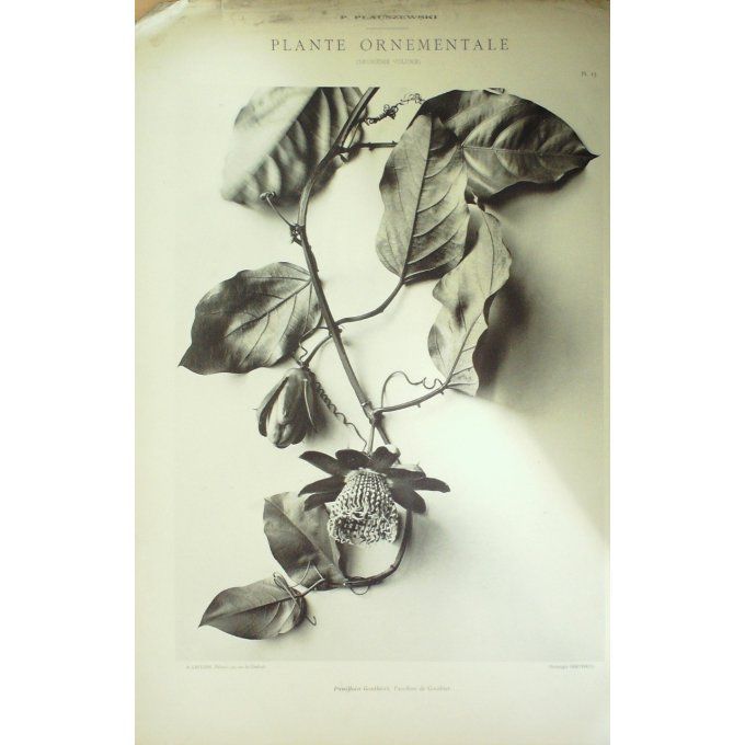 Passiflore de Gonthier (Passiflora Gonthieri)