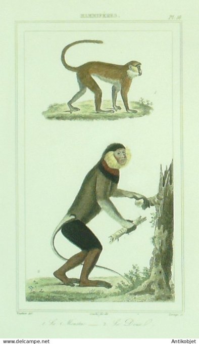 Moustac Douc 1833 Vauthier-Buffon