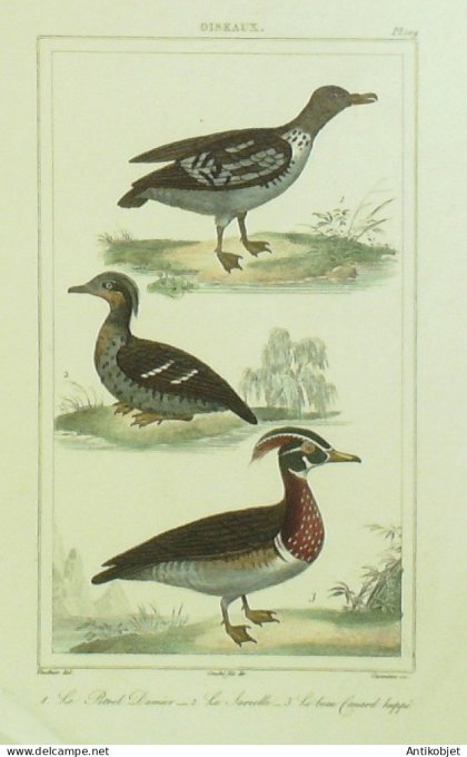 Sarcelle Canard huppé Petrel Damier 1833 Vauthier-Buffon
