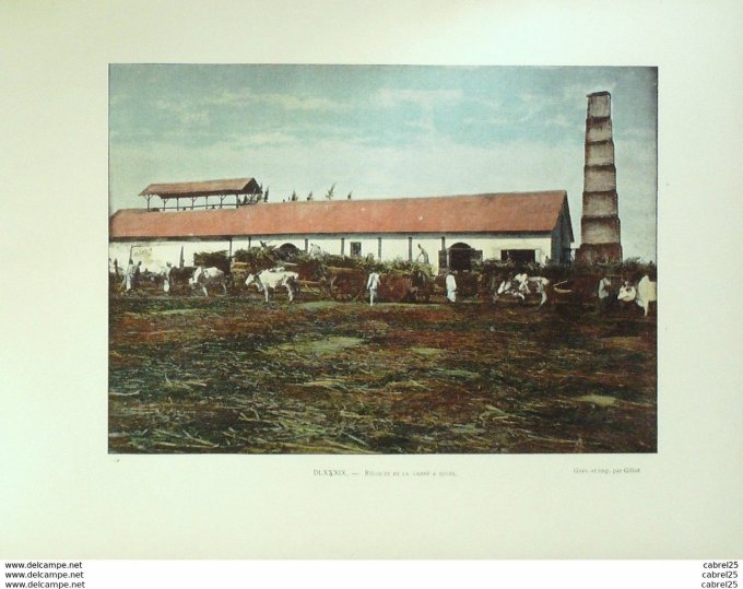 Mayotte Récolte de la CANNE à SUCRE