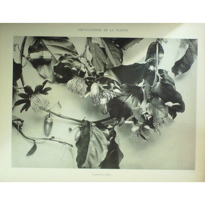 Passiflore  (Passiflora)