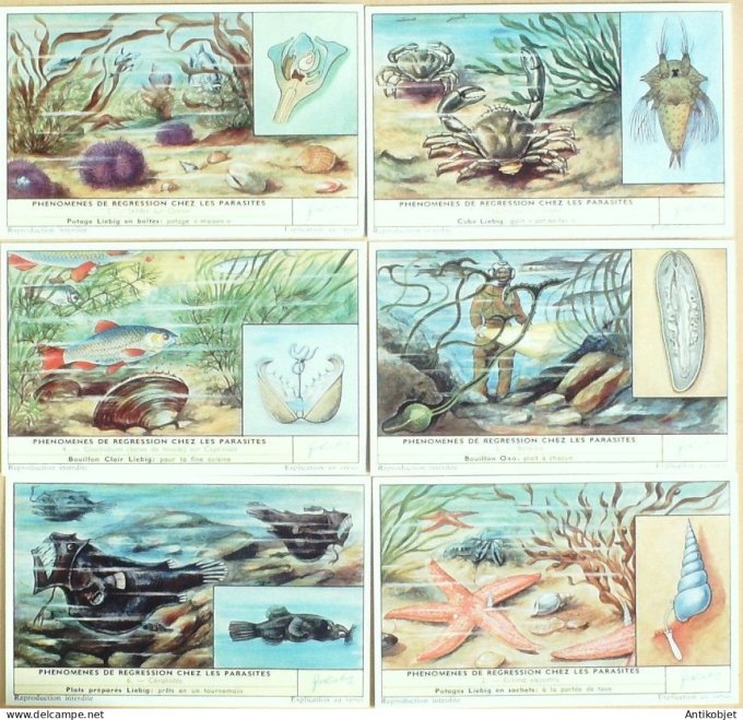 Chromo Liebig Sang 1729 Parasites marins (1960)