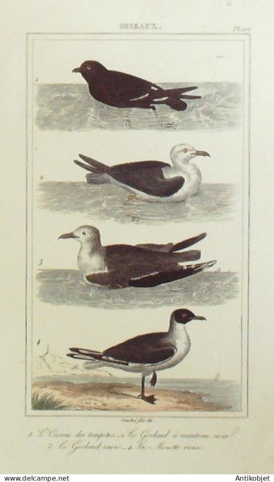Goelands Mouette oiseau des tempêtes 1833 Vauthier-Buffon