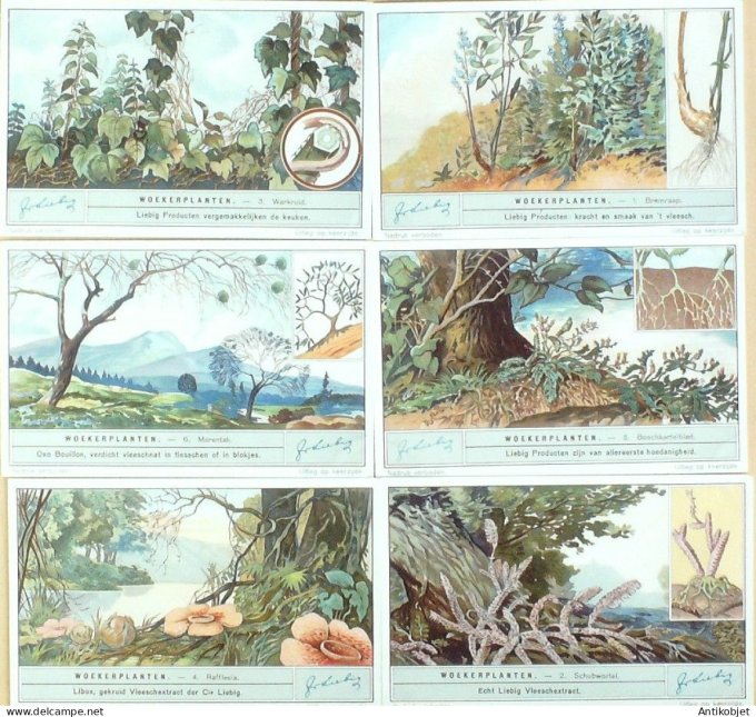 Chromo Liebig Sang 1265 Plantes parasites (Allemagne) (1932)
