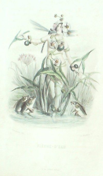 Grandville "Les fleurs animées" Flèche d'eau 1847 