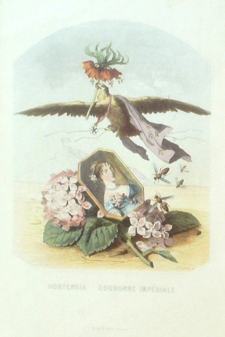 Grandville "Les fleurs animées" Hortensia 1847