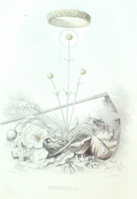 Grandville "Les fleurs animées" Immortelle 1847
