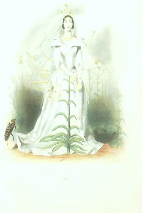 Grandville "Les fleurs animées" Lis 1847 