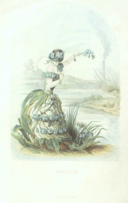 Grandville "Les Fleurs Animées" Myosotis 1847 